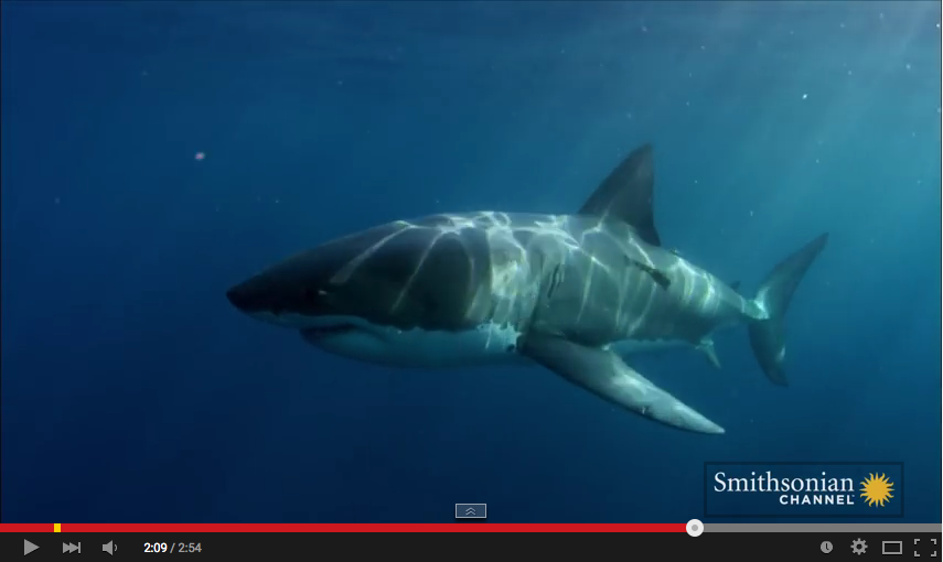 Gibt es einen Super-Raubfisch wie den Megalodon, der selbst Weisse Haie zum Frühstück verspeist?