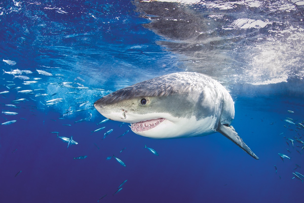 Großer Weißer Hai am Little Corn Island: Nicaragua ist für die ein oder andere Großfisch-Überraschung gut. Foto: Franco Banfi