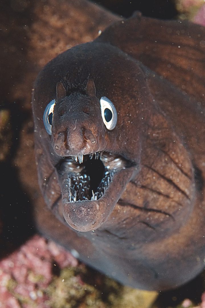 An der Hafenmauer vor Morro Jable kann man im Dunkeln Drachenköpfen, Sepien, Oktopoden, Muränen und Trompetenfischen beim Jagen zusehen. Foto: Frank Schneider
