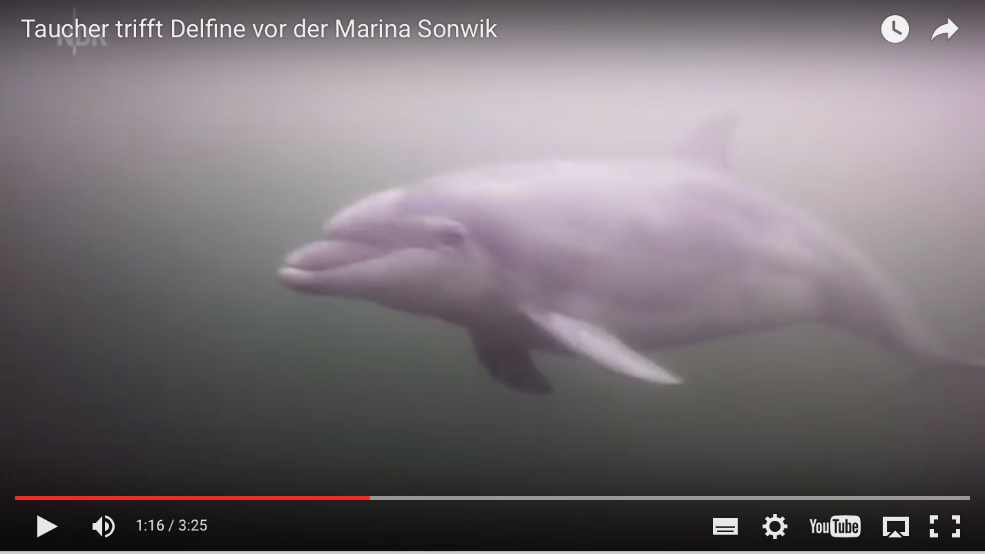 Delfin in der Ostsee: Taucher Stephan Thomsen hat die großen Tümmler gefilmt.