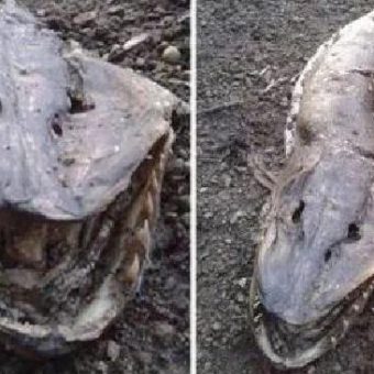Das Roch Ness Monster: Angeblich eine ganz seltsame Abwandlung eines Hechts.