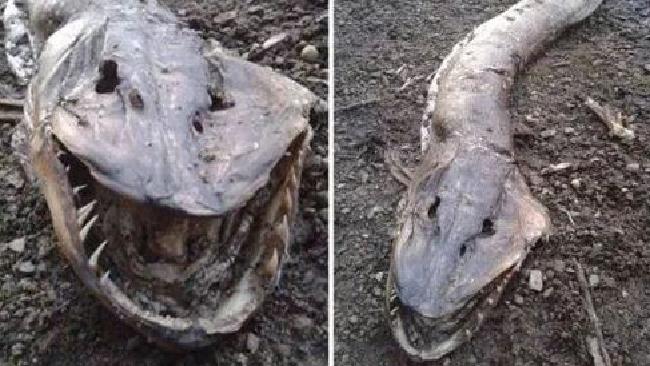 Das Roch Ness Monster: Angeblich eine ganz seltsame Abwandlung eines Hechts.
