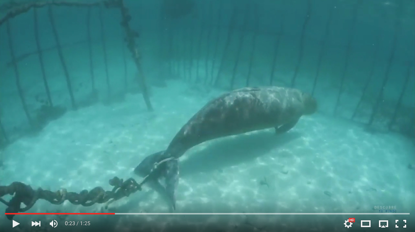 Von Fischern unter Wasser angekettet: Diese Seekuh musste vermutlich montelang leiden.