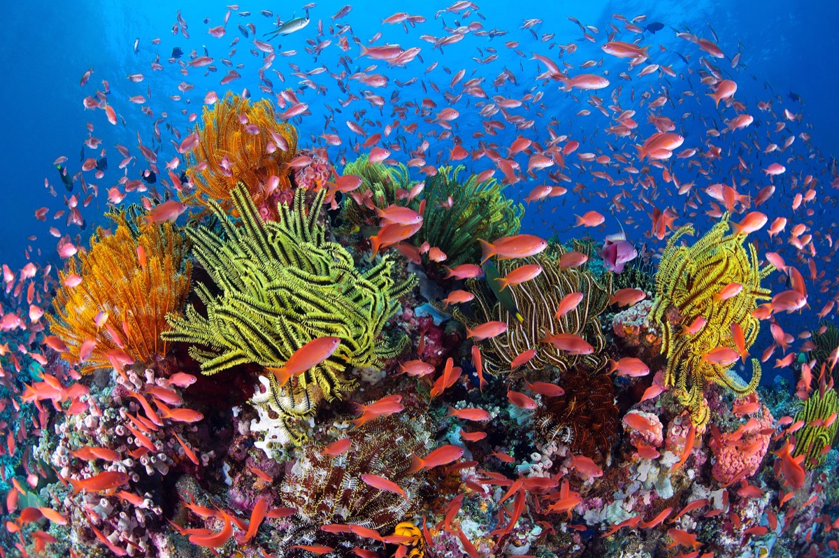 Intaktes Riff: So kann es am Great Barrier Reef aussehen, wenn die Bedingungen optimal sind. Foto: Gary Bell/oceanwideimages.com