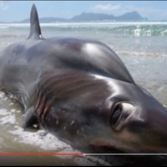 Ein ganz hübscher: Dieser bizarre Hai aus der Tiefsee hat Besucher an einem Strand in Neuseeland erschrocken. Foto: youtube.com/Breaking News