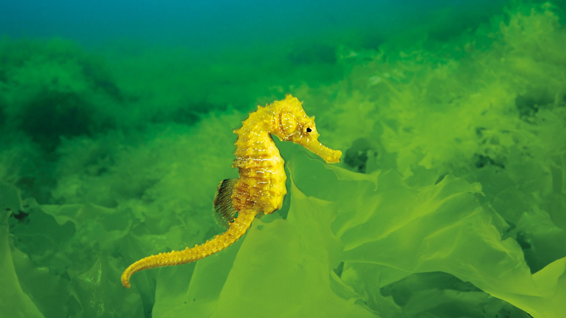 Bei den Seepferdchen bekommen die Männchen den Nachwuchs. Foto: W. Poelzer