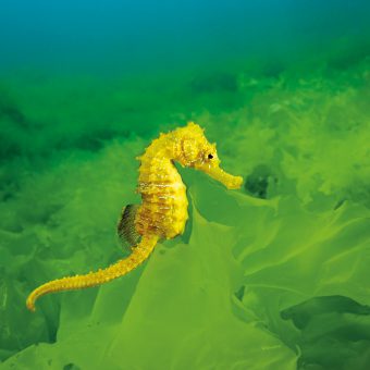 Bei den Seepferdchen bekommen die Männchen den Nachwuchs. Foto: W. Poelzer