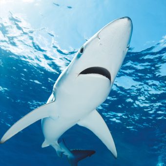 Haie werden Menschen in den seltensten Fällen gefährlich – dennoch soll im australischen Bundesstaat New South Wales eine Rettungsdrohne für mehr Sicherheit sorgen. Foto: W. Poelzer