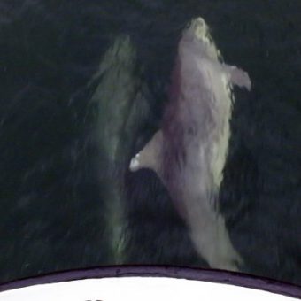 Große Tümmler in der Bugwelle: Selfie und Delfie erobern die Ostsee.