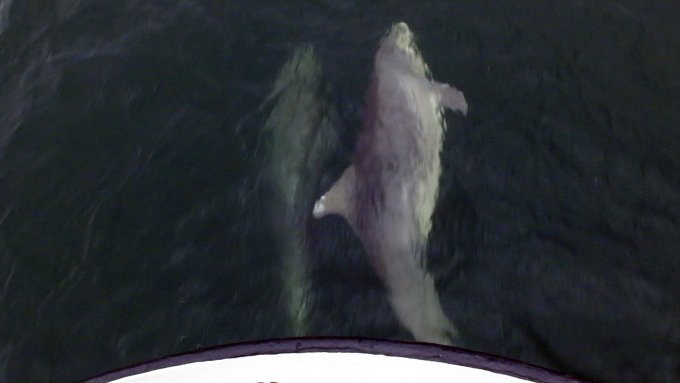 Große Tümmler in der Bugwelle: Selfie und Delfie erobern die Ostsee.