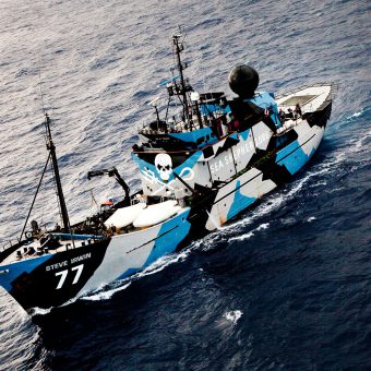 Die MV Steve Irwin ist momentan im Indischen Ozean gegen illegale Treibnetze im Einsatz.