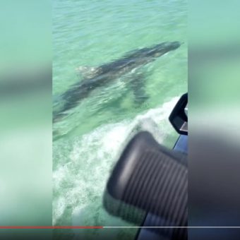 Da schnappt der Hai zu: Jetski-Fahrer wird von Hai angegriffen