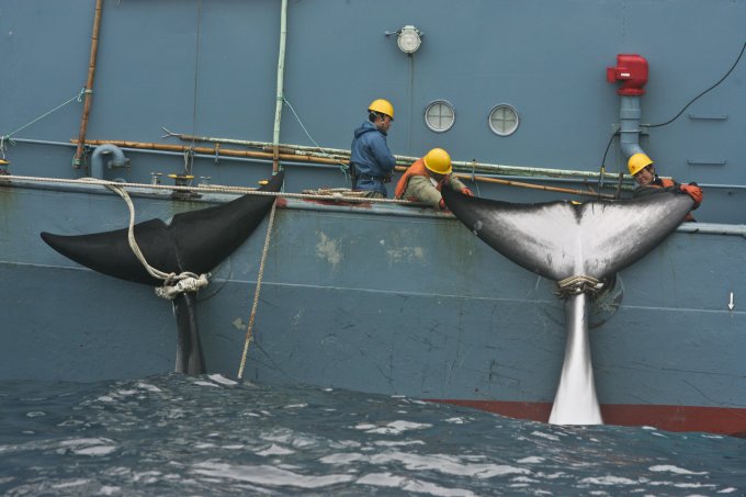 Japanischer Walfang: Wale an den Flossen am Schiff aufgehängt.