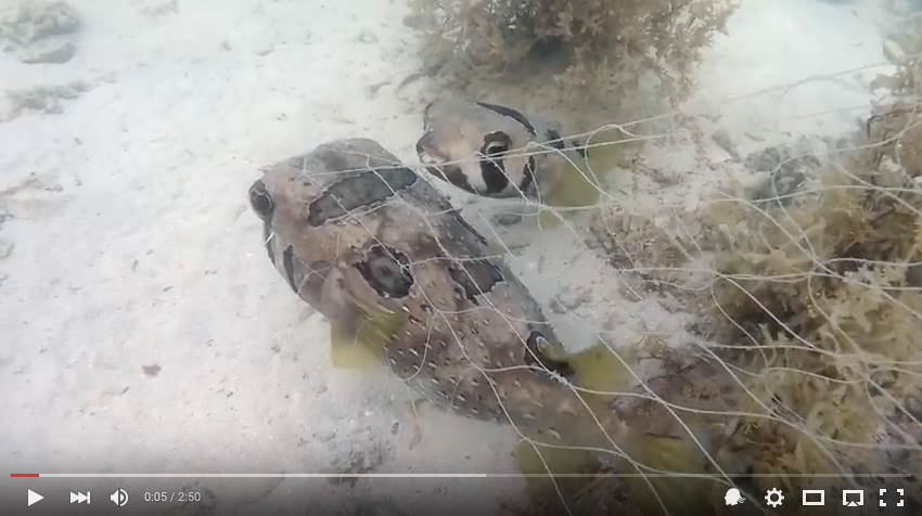 Das muss Liebe sein: Der Kugelfisch steht trotz Anwesenheit von Menschen seinem gefangenen Partner bei!