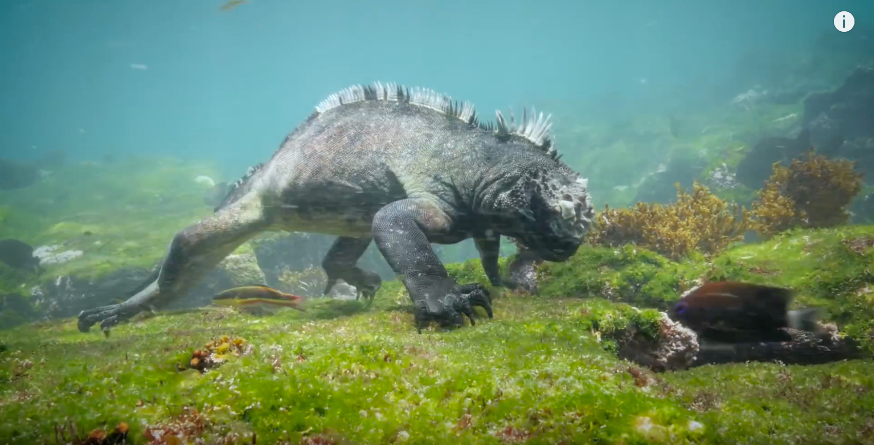 Kleiner Godzilla: Die Galapagos-Meerechse sieht aus wie ein Nachfahre des Dinosauriers.