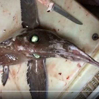 Flügel und leuchtende Augen: Diese Kreatur aus der Tiefsee gibt den Entdeckern Rätsel auf. Foto: youtube.com/ExpressNews