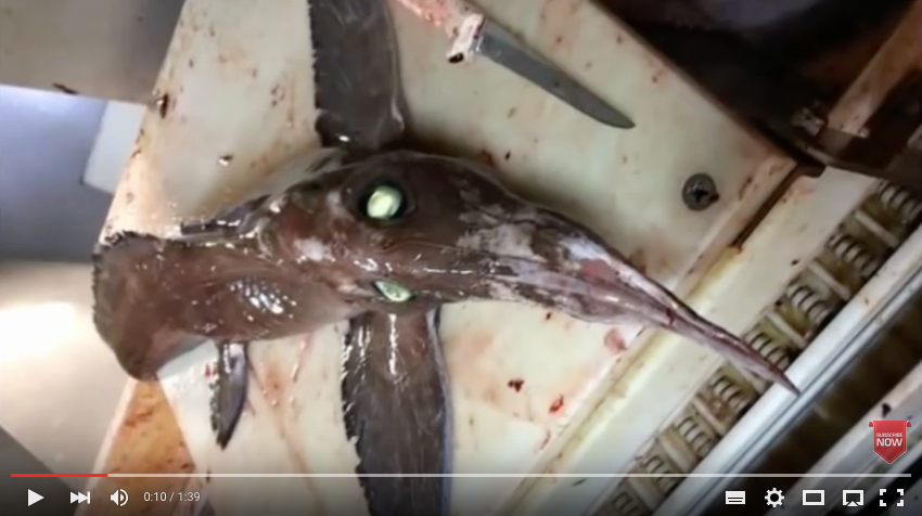 Flügel und leuchtende Augen: Diese Kreatur aus der Tiefsee gibt den Entdeckern Rätsel auf. Foto: youtube.com/ExpressNews