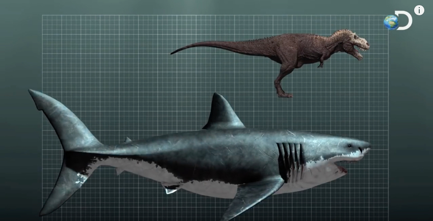 Verglichen mit dem Monster-Hai Megalodon ist der riesige Tyrannosaurus rex ein Winzling.