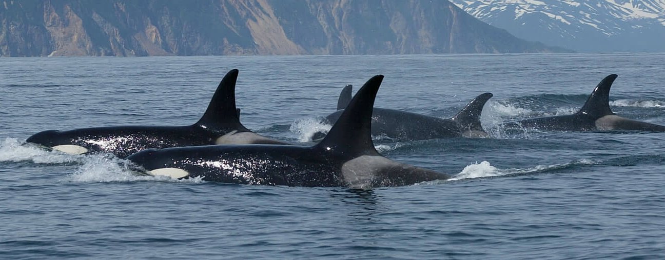 Ein sogenannter Pod: Alte Orca-Weibchen führen mit ihrer Erfahrung die Gruppe an.