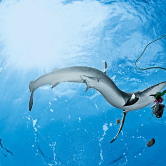 Der Mallorca-Hai ist tot: Tierärzte haben den Blauhai eingeschläfert.