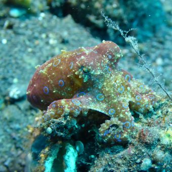 Schlauer Tintenfisch: Ein Oktopus hat einem Taucher die Action Cam geklaut und sich selbst damit gefilmt.