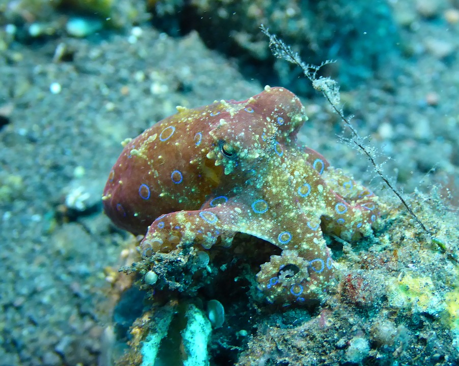 Schlauer Tintenfisch: Ein Oktopus hat einem Taucher die Action Cam geklaut und sich selbst damit gefilmt.