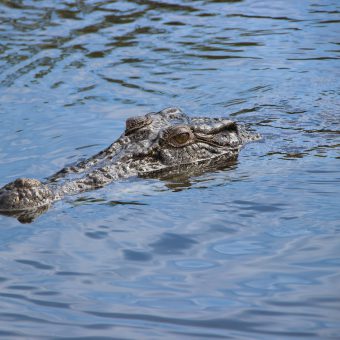 Drei Tote durch Tier-Angriffe in Australien: Eine Schwimmerin wurde beim nächtlichen Schwimmen von einem Krokodil gefressen.