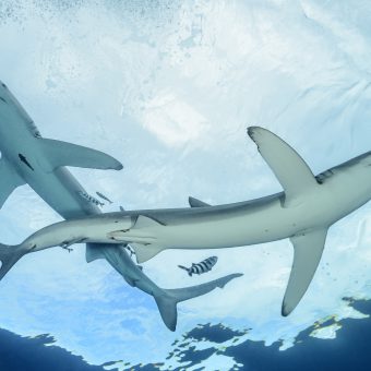 Blauhaie sind Allesfresser und für den Menschen weitestgehend ungefährlich.