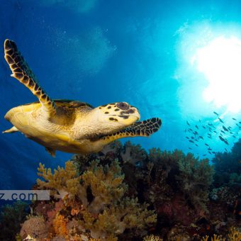 Schildkröten sind unter Wasser gern gesehene Zeitgenossen – man kann sie nahezu in allen wärmeren Gewässern weltweit beobachten.