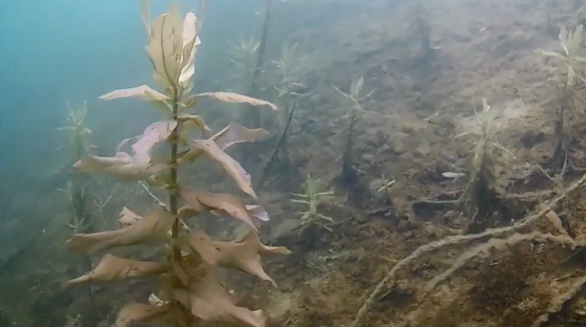 Der Goldberger See bei Dormagen ist ein ehemaliger Kiesteich und mit knapp 20 Metern maximaler Tiefe verhältnismäßig flach.