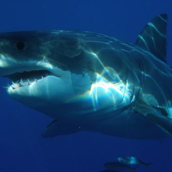 Existiert der Urzeithai Megalodon noch heute? Zumindest einige Menschen glauben daran.