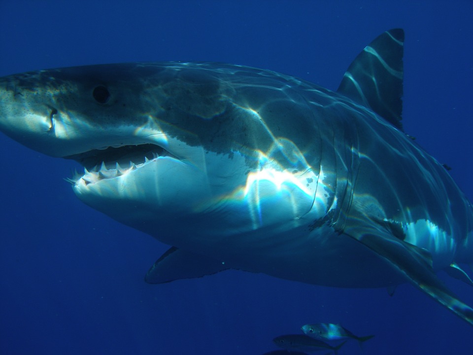 Existiert der Urzeithai Megalodon noch heute? Zumindest einige Menschen glauben daran.