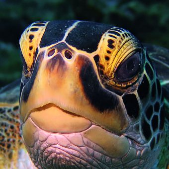 Traumhafte Unterwasserwelt um Statia: Schildkröten werden dort häufig angetroffen.