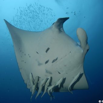 Mantas sind auf den Malediven an vielen Tauchspots zu finden. Foto: Günther Schindlmaier