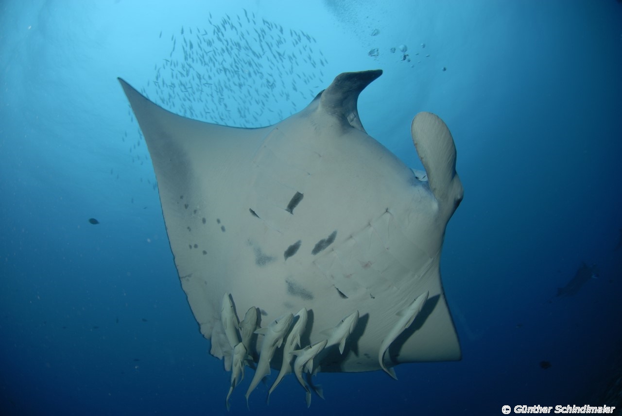 Mantas sind auf den Malediven an vielen Tauchspots zu finden. Foto: Günther Schindlmaier