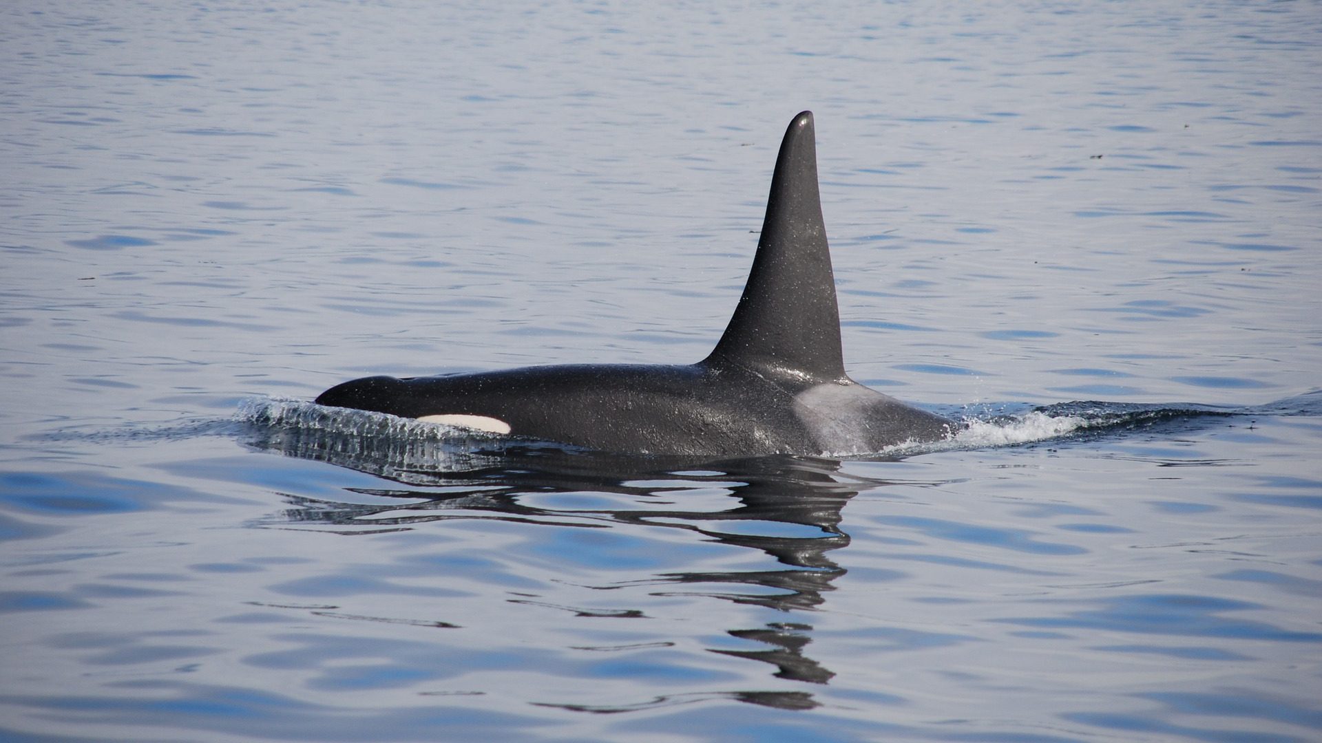 Selten, aber durchaus möglich: Eine Orca-Sichtung vor der Insel Elba.