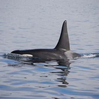 Selten, aber durchaus möglich: Eine Orca-Sichtung vor der Insel Elba.
