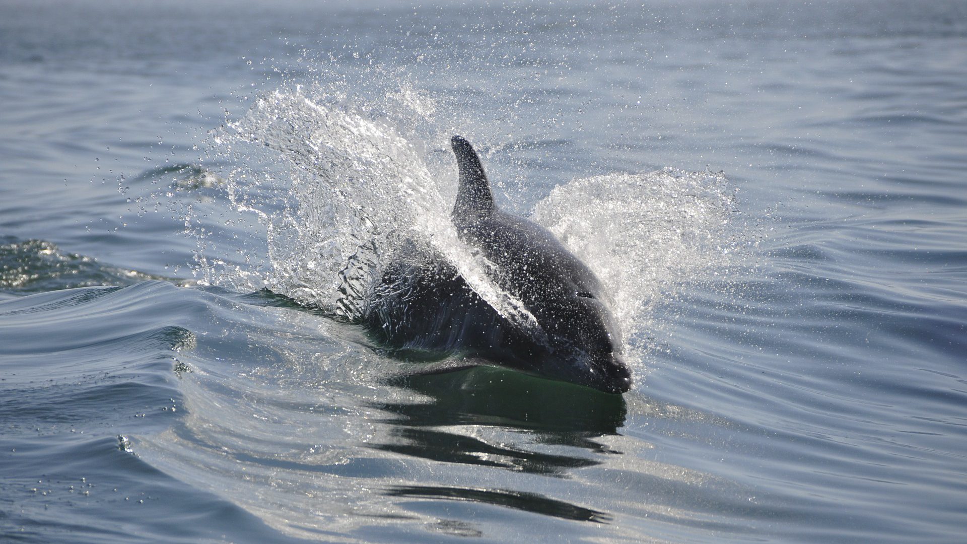Delfine in der Ostsee: Bald keine Seltenheit mehr, sondern die Regel?