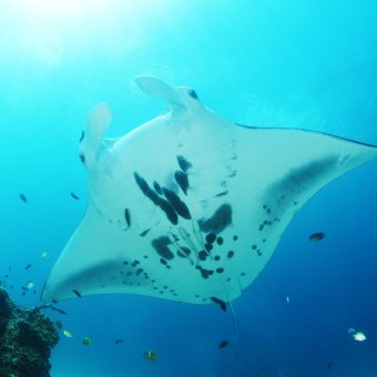 Faszinierende Tiere: Mantas können auf den Malediven häufig beobachtet werden!