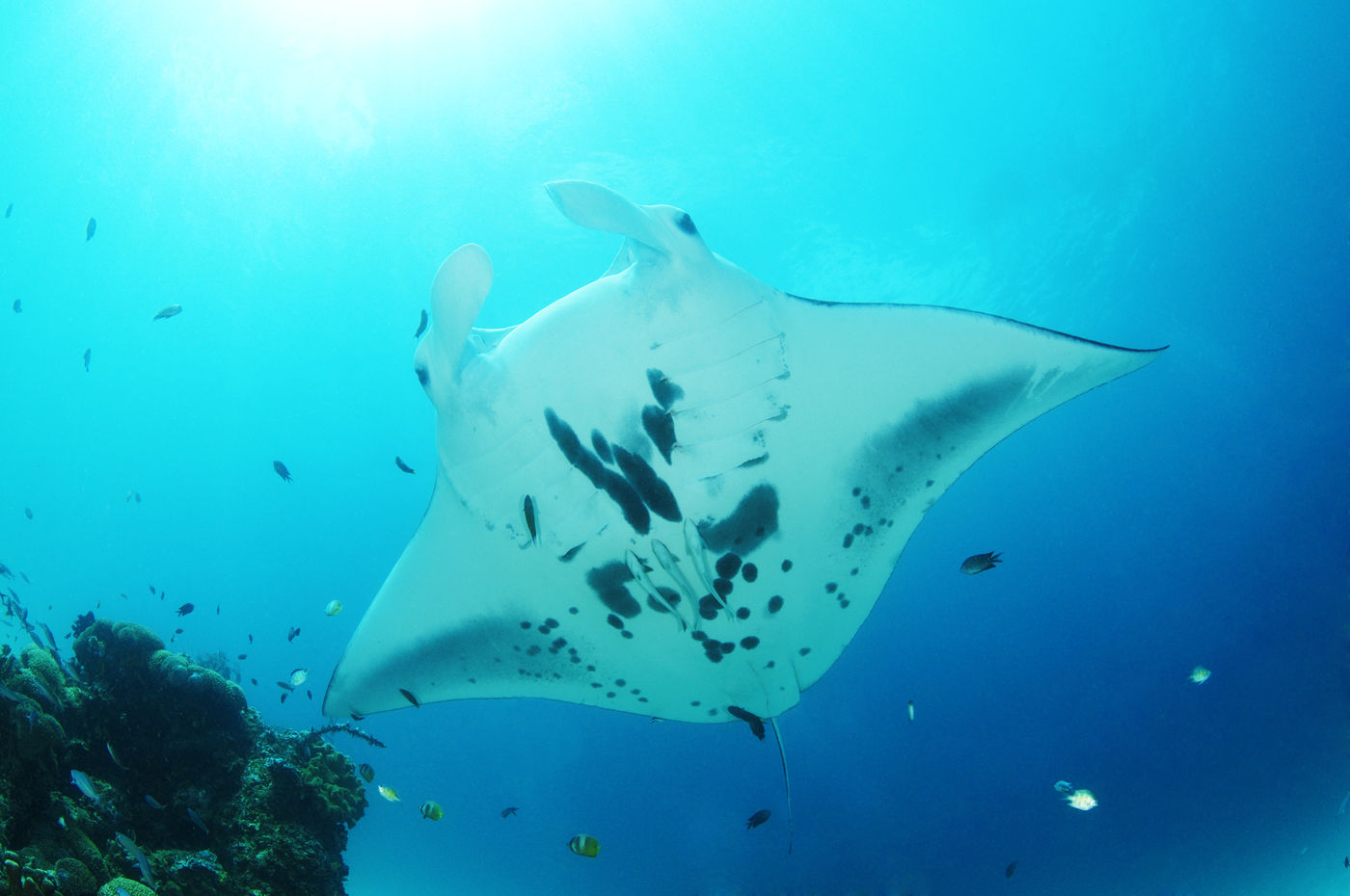 Faszinierende Tiere: Mantas können auf den Malediven häufig beobachtet werden!