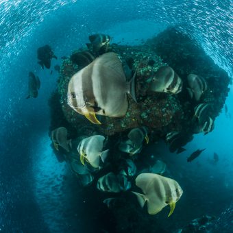 Dieses Bild mit Fledermausfischen stammt aus dem Tauchparadies Raja Ampat in Indonesien.