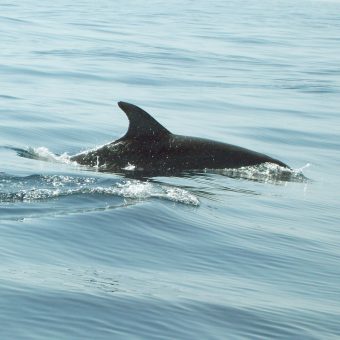 Delfin Kieler Förde