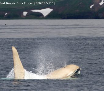 Nach vier Jahren gibt es ein Wiedersehen mit dem Albino-Orca "Iceberg".