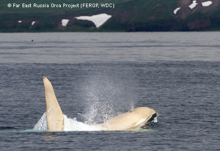 Nach vier Jahren gibt es ein Wiedersehen mit dem Albino-Orca "Iceberg".