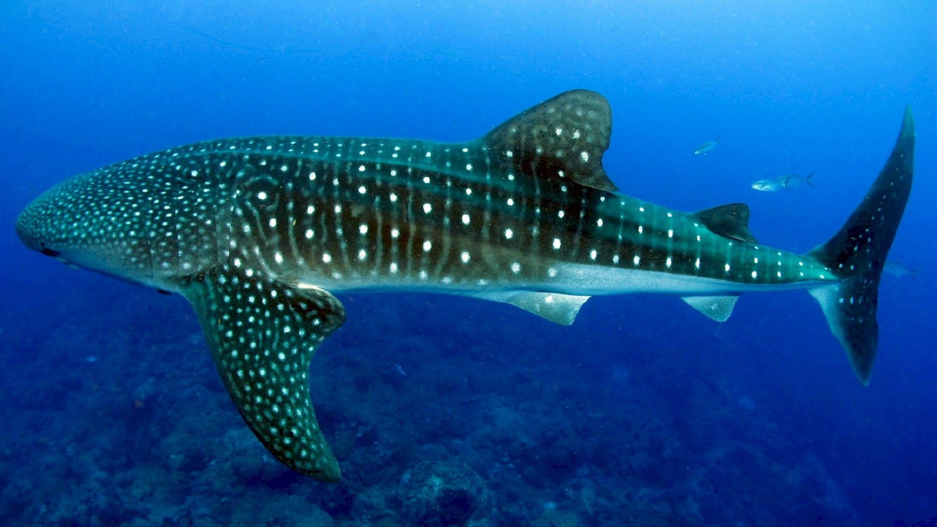 Walhaie sind die größten Fische im Ozean. Dennoch ist extrem wenig bekannt über die friedfertigen Riesen. Foto: Pixabay