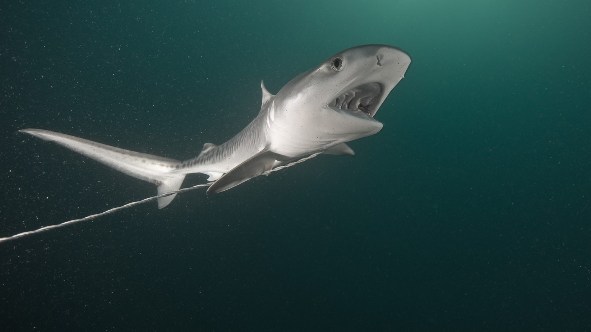 Hai an der Leine: Für Aquarien werden die Tiere häufig im offenen Meer gefangen, in Auffangbecken gehalten und später vermeintlich "befreit", um sie in größeren Aquarien unterzubringen.