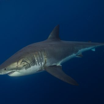 Die Umweltschützer von "SharkProject" sind sich sicher: Haie gehören in keinem Fall ins Aquarium – auch nicht zu Bildungszwecken.