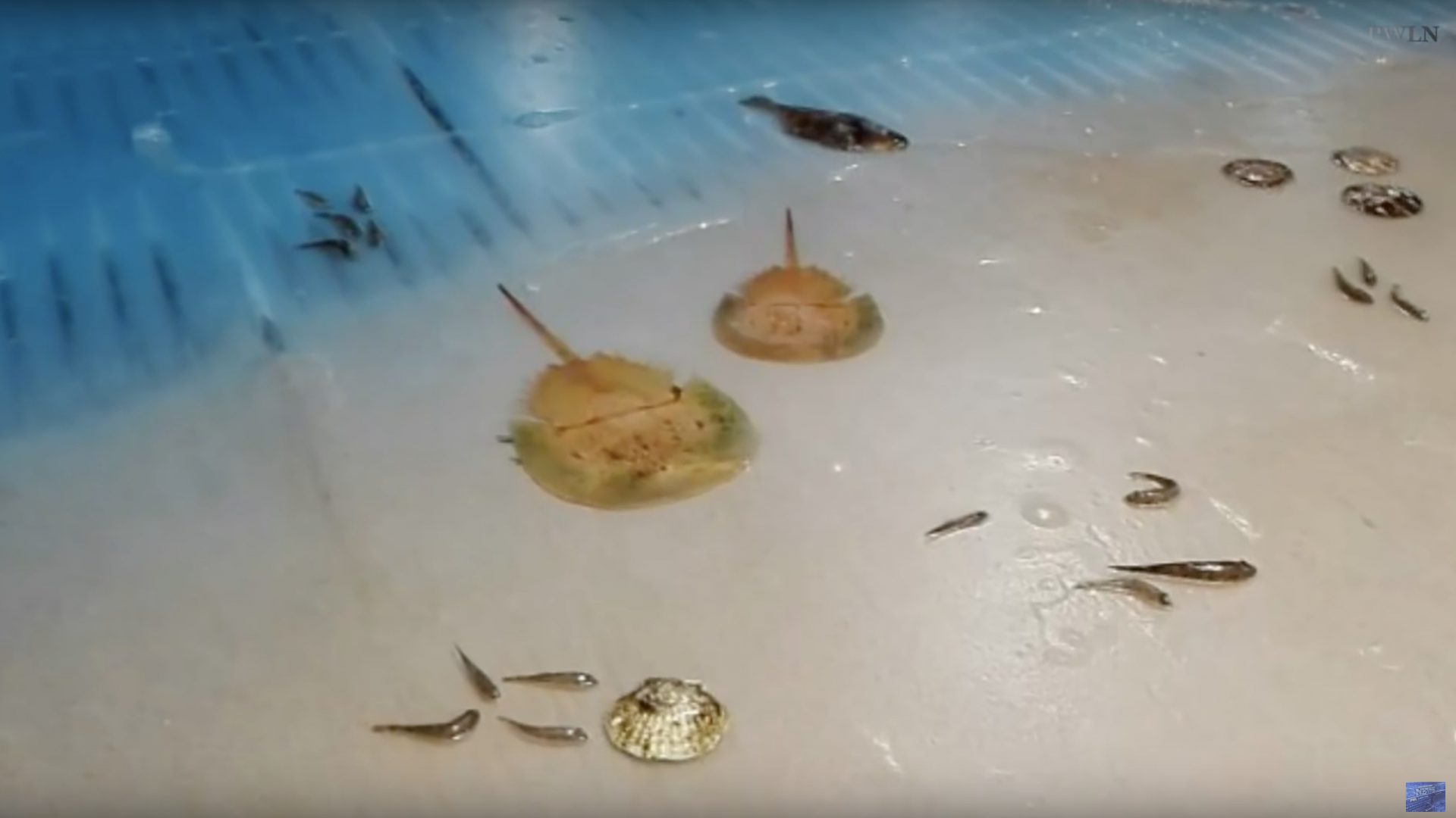 Der Betreiber eines Vergnügungsparks hat in einer Eisbahn 5000 Fische einfrieren lassen als Attraktion für Besucher – darunter auch größere Rochen.