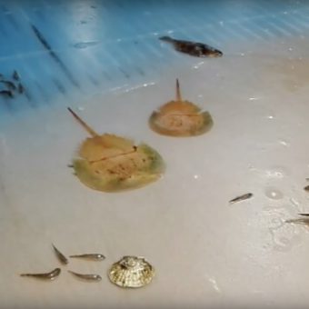 Der Betreiber eines Vergnügungsparks hat in einer Eisbahn 5000 Fische einfrieren lassen als Attraktion für Besucher – darunter auch größere Rochen.