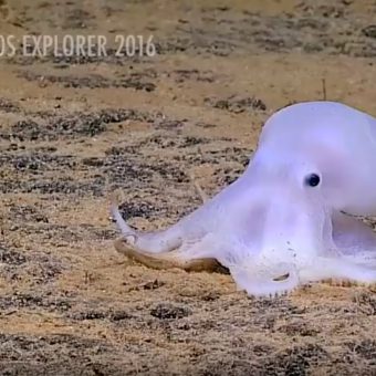 Oktopus Casper wurde Anfang des Jahres zum Medienstar: Nun ist mehr über seine Lebensweise bekannt.